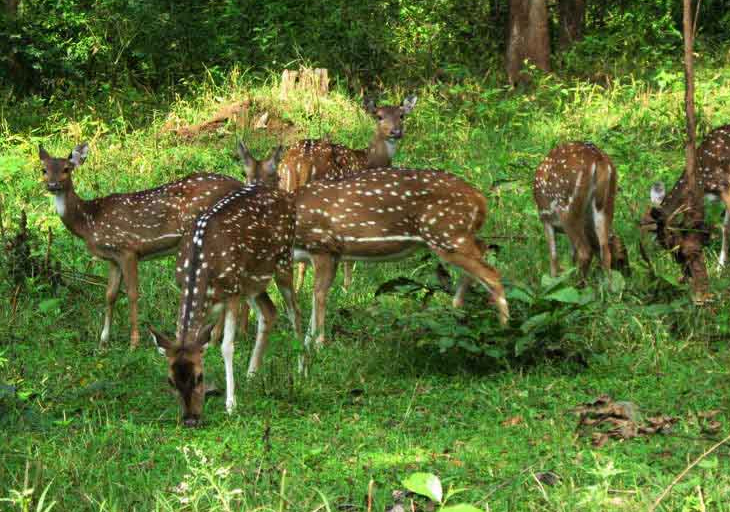 Seirra Valley Farm Resorts | Attapady, Palakkad Kerala.